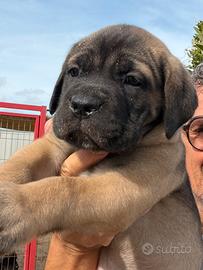 Cucciolo cane corso