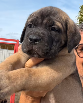 Cucciolo cane corso