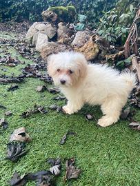 Maltipoo maschio