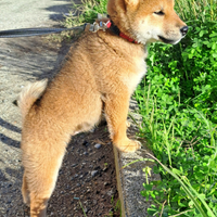 Shiba
