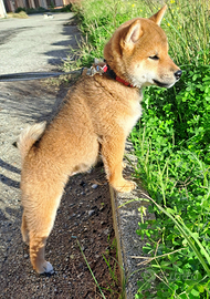 Shiba