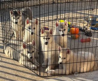 Cuccioli Siberian husky