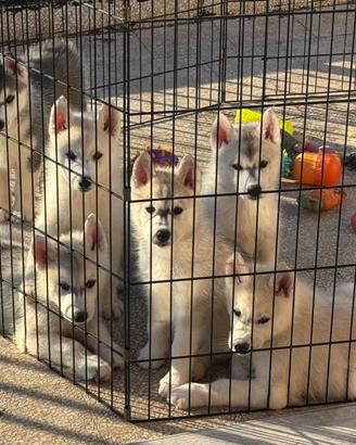 Cuccioli Siberian husky