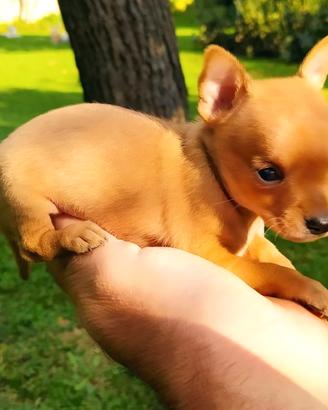 Cucciolo chihuahua