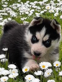 Cuccioli di Siberian Husky