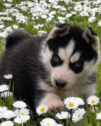 Cuccioli di Siberian Husky