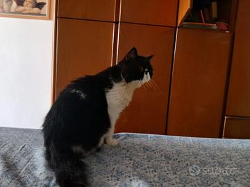 Persiano shortair