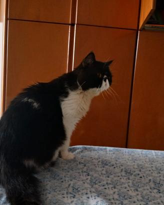 Persiano shortair