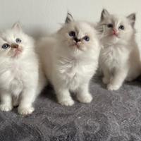 Ragdoll cuccioli