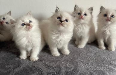 Ragdoll cuccioli