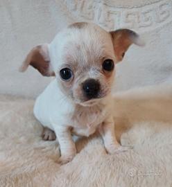 cuccioli chihuahua
