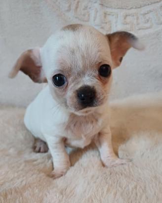 cuccioli chihuahua
