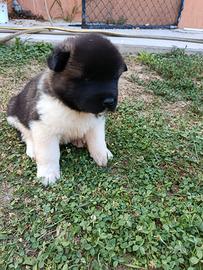 Cuccioli Akita americano