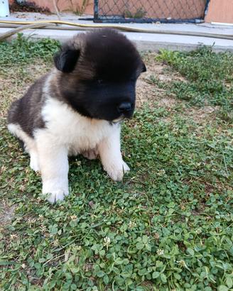 Cuccioli Akita americano