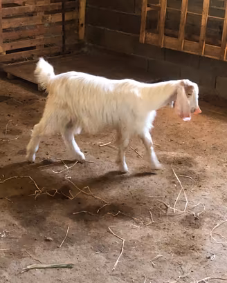 Animali