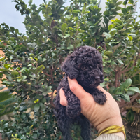 Barboncino mini toy nero 2 M anche a rate