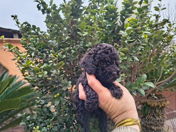 Barboncino mini toy nero 2 M anche a rate