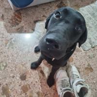 Cucciolo di labrador