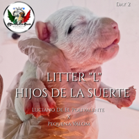 Allevamento hijos de la suerte - cuccioli di dogo