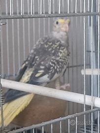 Pappagallo calopsite di tre mesi