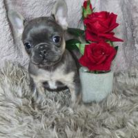 Bulldog francese taglia piccola