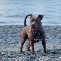 Pitbull per monta