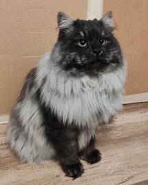 Gatti adulti siberiani in Rehoming