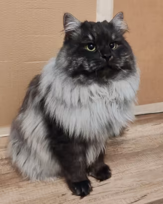 Gatti adulti siberiani in Rehoming
