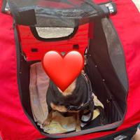 Carrellino bici trasporto cane