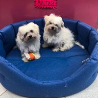 Maltesi cuccioli linea coreana