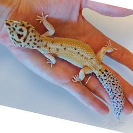 Geco leopardino