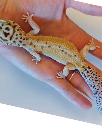 Geco leopardino