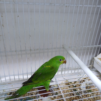 Lori petto a scaglie allevati a mano