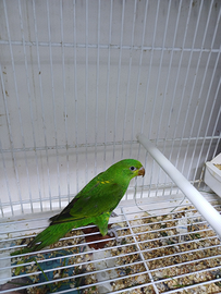 Lori petto a scaglie allevati a mano