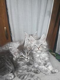 Maine coon