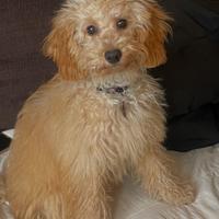 Cucciolo maltipoo vaccinato con microchip