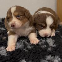 Cuccioli pastore australiano