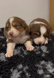 Cuccioli pastore australiano