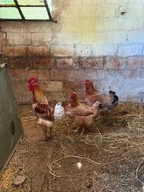 Galline ovaiole