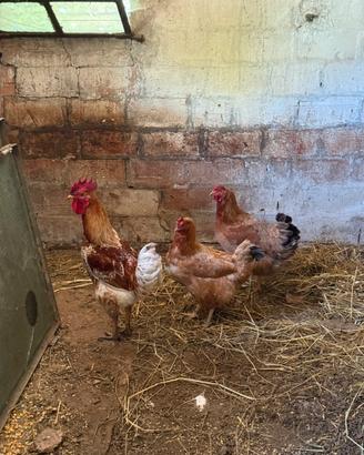 Galline ovaiole
