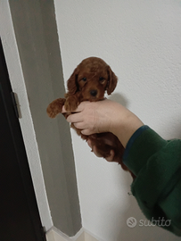 Barboncino nano red maschio