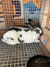 Conigli papillon giganti