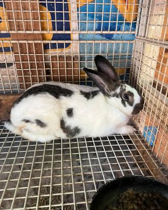 Conigli papillon giganti