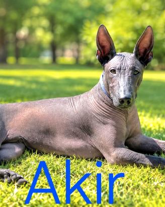 Cane nudo messicano, maschio, 10 mesi