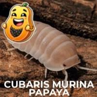 Isopodi Cubaris Murina Papaya