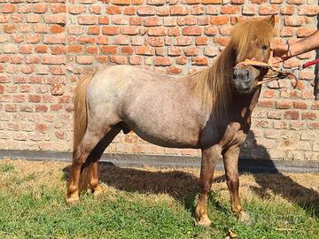 Cavallino