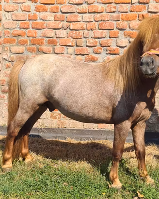 Cavallino