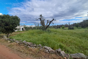 Contrada Sardella uliveto 27are