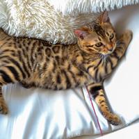 Cuccioli Bengala (Pedigree) alta Genealogia