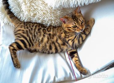 Cuccioli Bengala (Pedigree) alta Genealogia